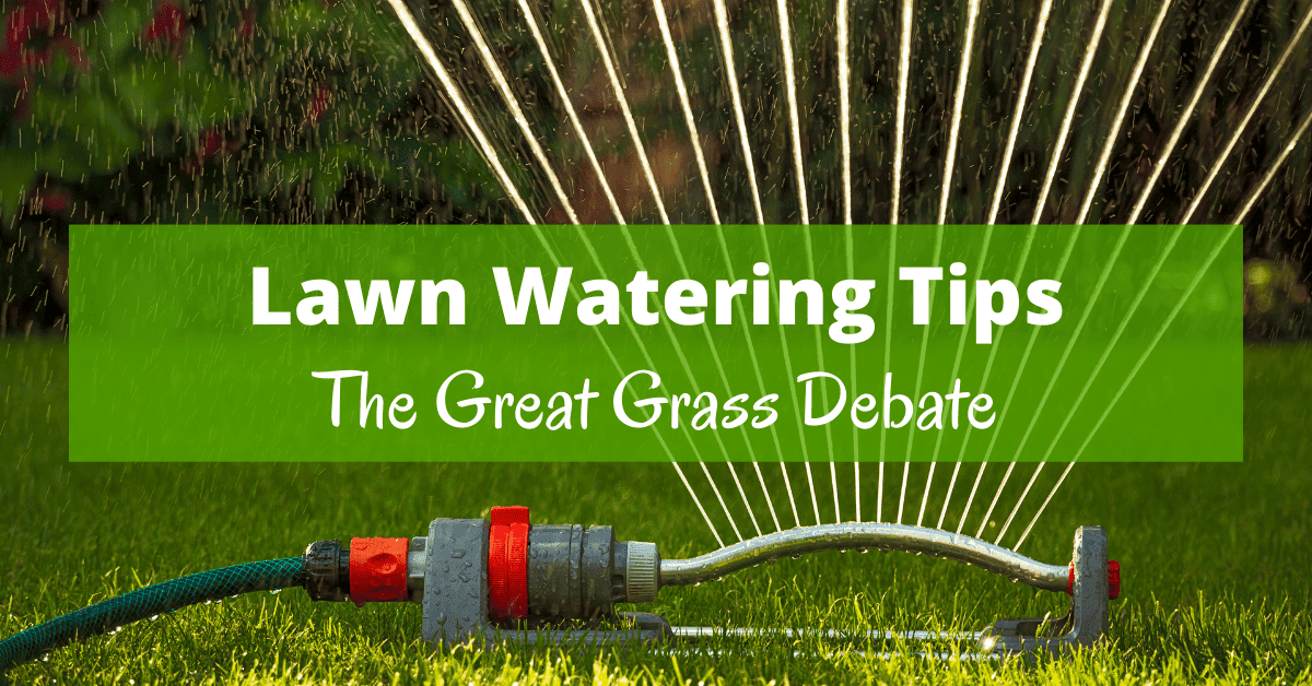 Lawn watering tips - The great grass debate! - Boomer Eco Crusader