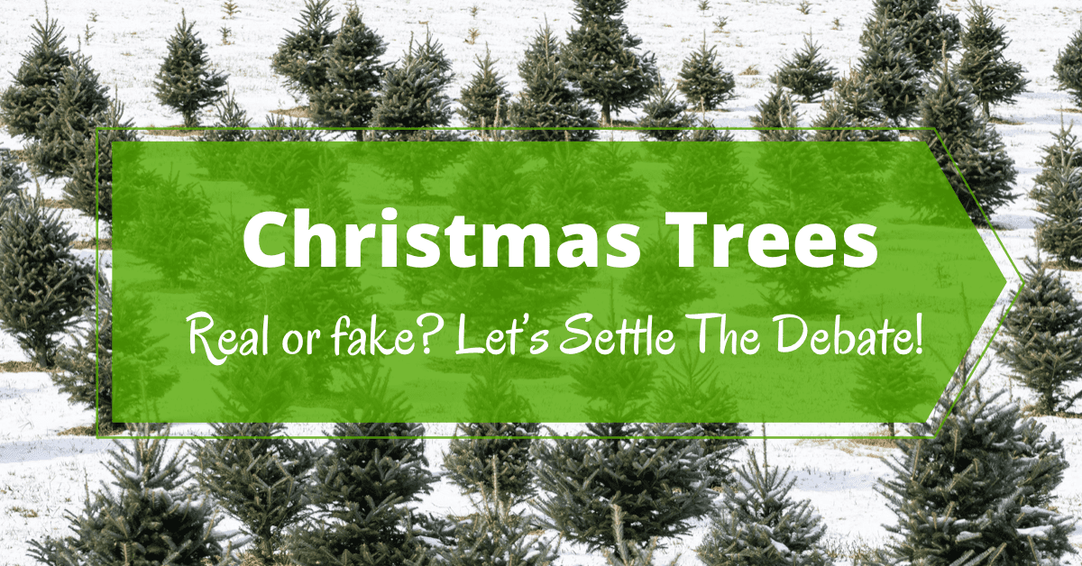 Real Or Fake? The Great Christmas Tree Debate! - Boomer Eco Crusader