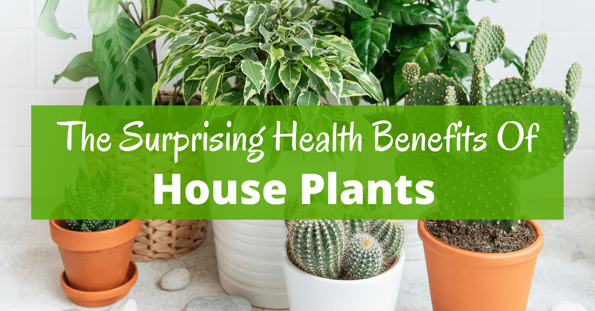 The surprising health benefits of house plants - Boomer Eco Crusader